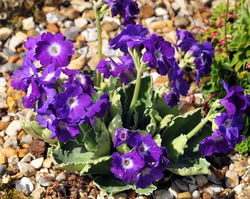 Nice deep purple flowers with a white eye.