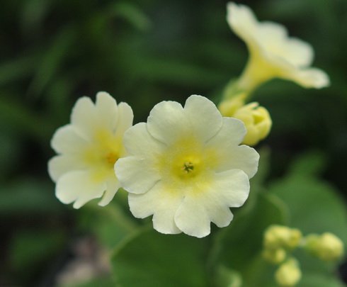 Lemon yellow flowers over pale green foliage.