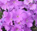 Attractive pinkish lavender flowers in masses.