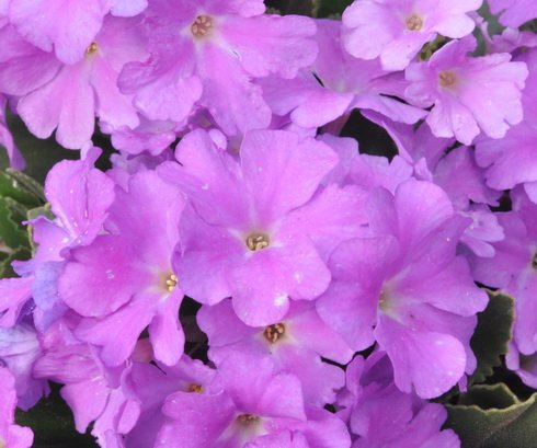 Attractive pinkish lavender flowers in masses.