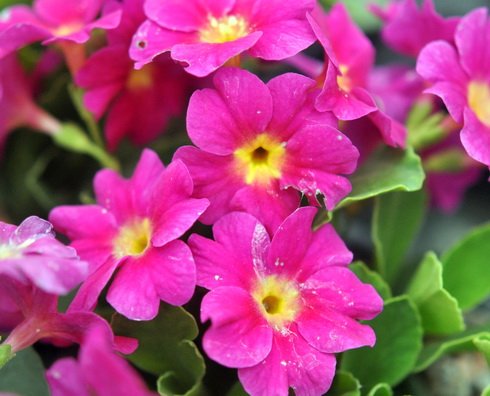brightest pink flowers with a yellow centre