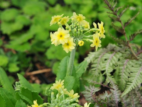 Bright canary yellow flowers in bunches
