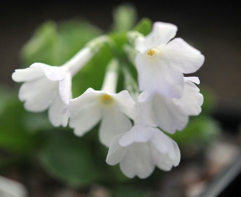 Pure white flowers of a good size.