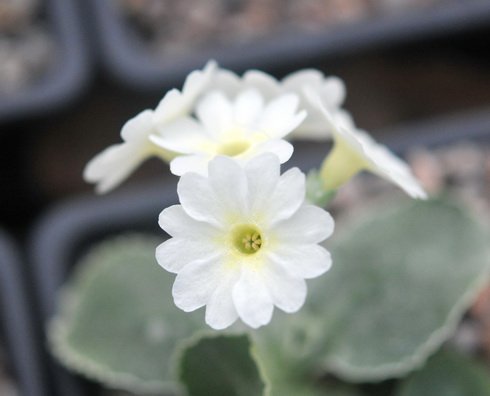 Beautiful clean white flowers.