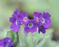 Deep purple flowers with a white eye