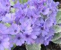 nice lavender purple flowers