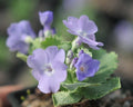 Pale lavender flowers and serrated green foliage
