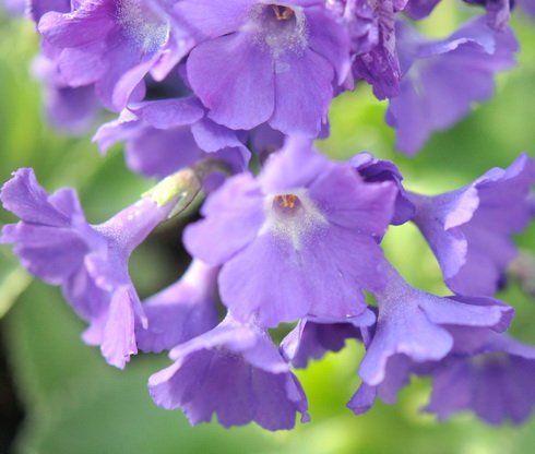 Nice soft blue flowers and lightly serrated foliage.