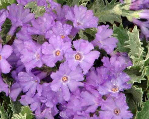 Lots of lavender lilac flowers