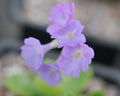 Pinkish lavender flowers