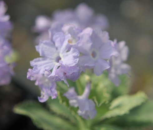 nice pale lavender purple flowers
