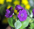Deepest purple flowers with a paler eye.