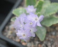 Pale lilac-purple flowers