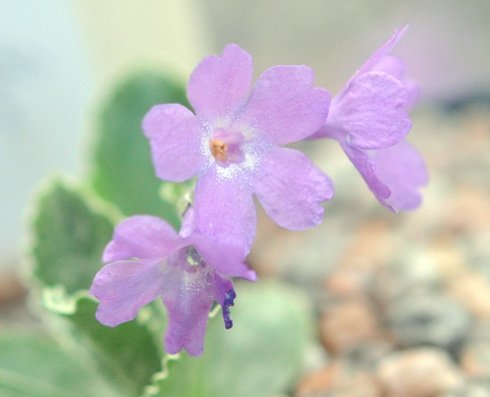 Serrated foliage and lilac pink flowers.