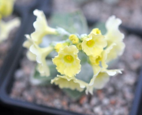 Pale yellow flowers and grey foliage