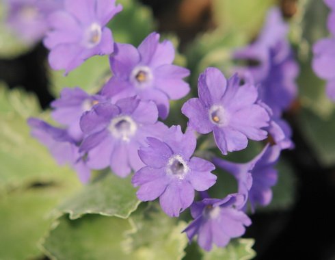 Lovely blue flowers and serrated foliage