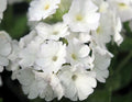 Purest white flowers in bunches