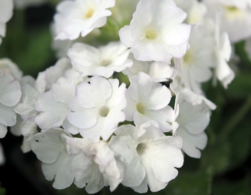 Purest white flowers in bunches