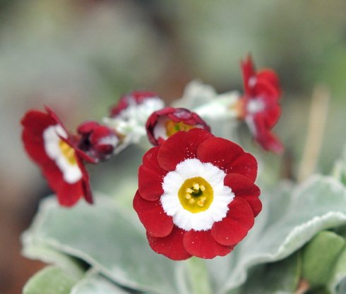 Red and white flowers over pale green foliage.