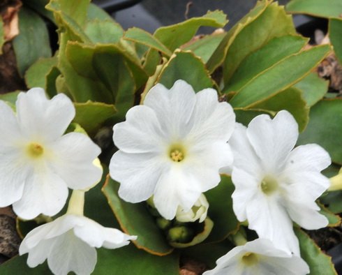 Clean white flowers over bronzed foliage.