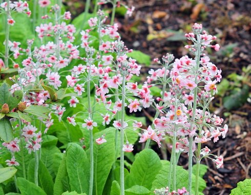 Pale pink flowers with deeper pink eye in whorls