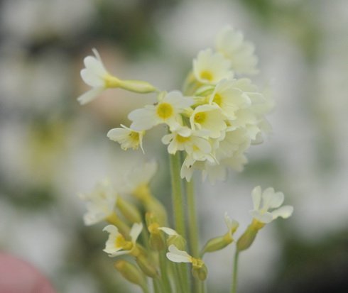 Pale lemon yellow flowers in bunches