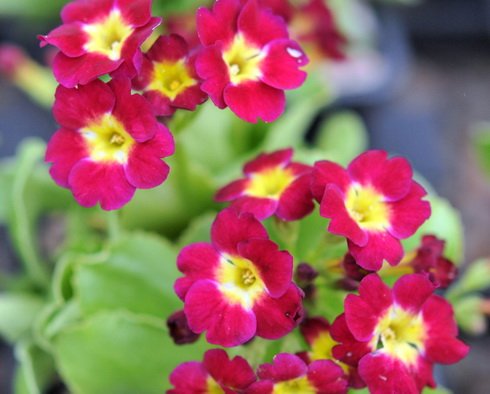 Scarlet red flowers with a yellow eye