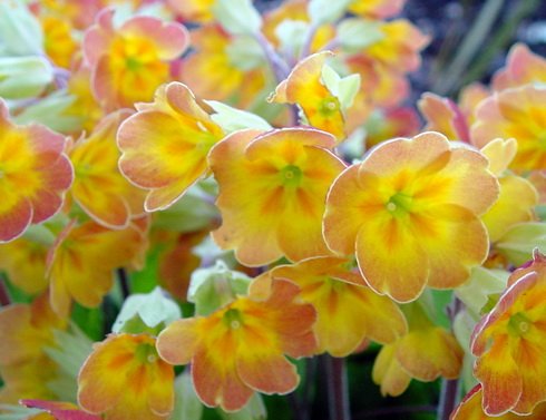 Orange to red flowers over lanceolate green foliage.