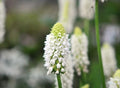 Clean white flowers in dense spikes
