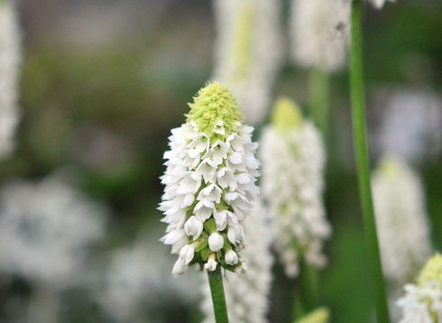 Clean white flowers in dense spikes