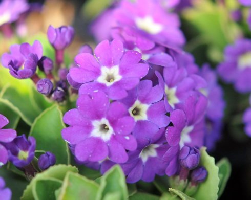 Nice purple flowers with a white eye