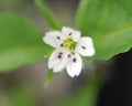 Clean white flowers with red stamens