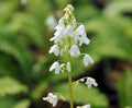 Purest white bells on a slender stem