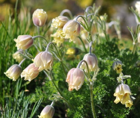 Yellow nodding flowers and ferny foliage