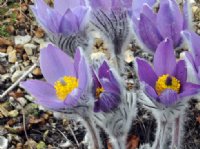 Pulsatilla halleri taurica