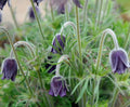 Nearly black tubular nodding flowers