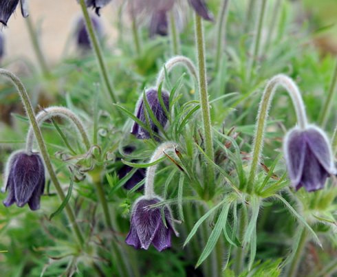 Nearly black tubular nodding flowers