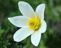 Pure white open faced flowers