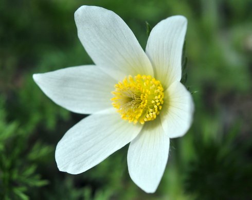 Pure white open faced flowers