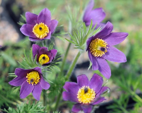Good sized blue flowers