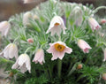 Fabulous pinkish flowers in spring.