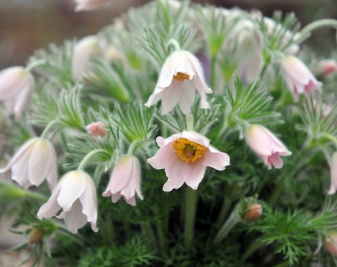 Fabulous pinkish flowers in spring.