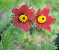 Attractive rich red haired flowers and soft feathery foliage.