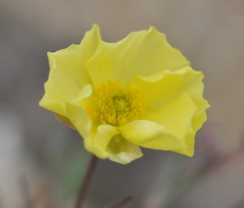 Big pale yellow buttercup like flowers.