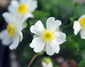 Nice clean white bi lobed petals on rounded flowers