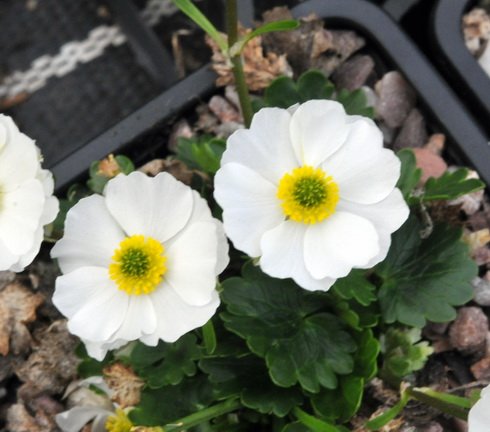 Purest white flowers above rich green foliage.