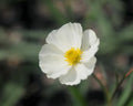 Big creamy white flowers.
