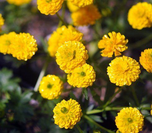 Near perfect double yellow flowers