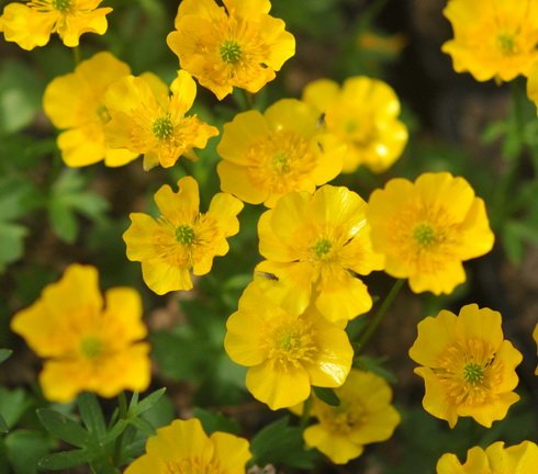 Golden yellow glistening flowers like buttercups over soft green foliage.