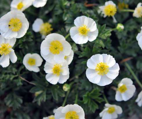Bowl shaped clean white flowers over finely divided silvery foliage.